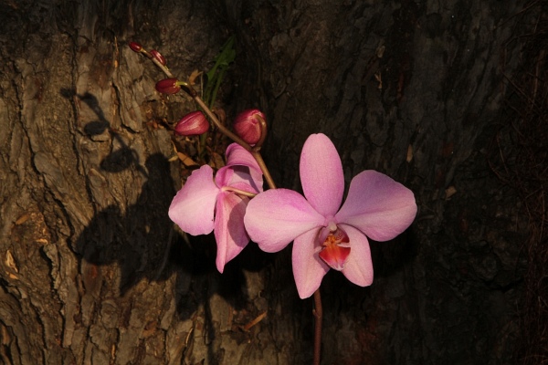 Phalaenopsis   037.jpg